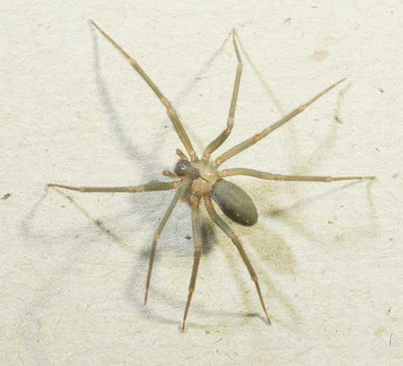  Brown Recluse 