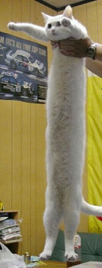  (   )