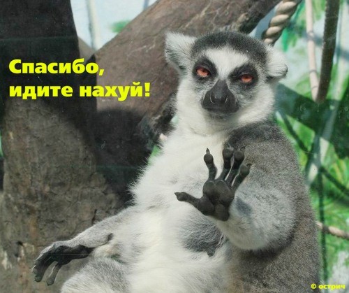 Фотоподборка (дальше в развёрнутом виде)