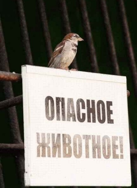 Фотоподборка (дальше в развёрнутом виде)