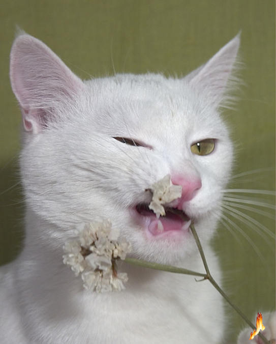  (   )