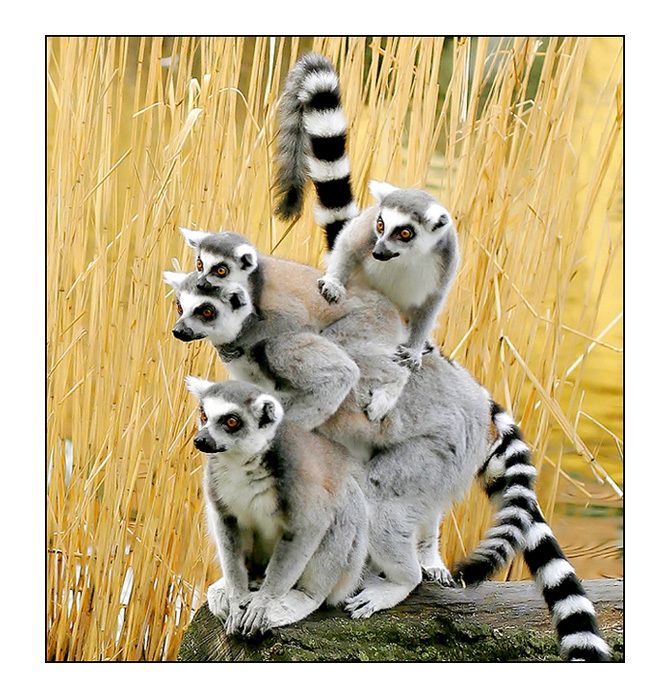  (   )