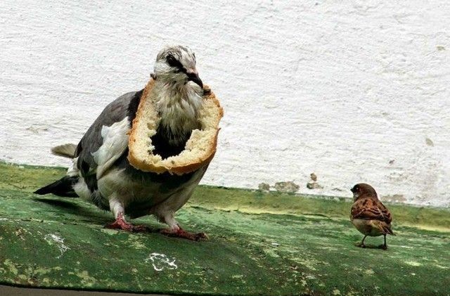 Фотоподборка (дальше в развёрнутом виде)