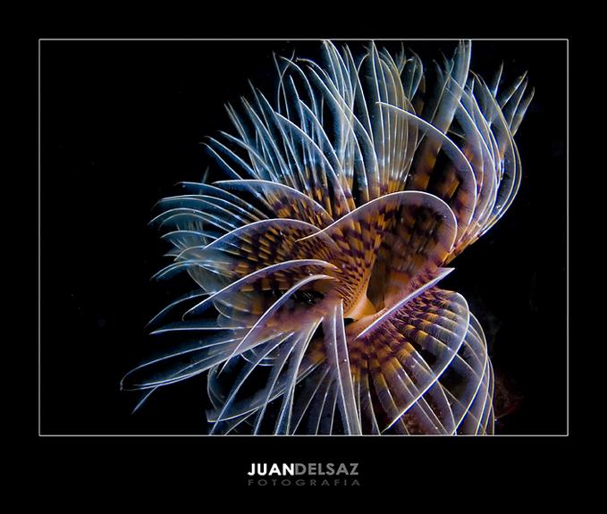 Этот манящий подводный мир.... (15 фото)