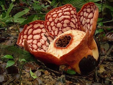 Rafflesia -    ! (10 )