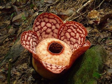 Rafflesia -    ! (10 )