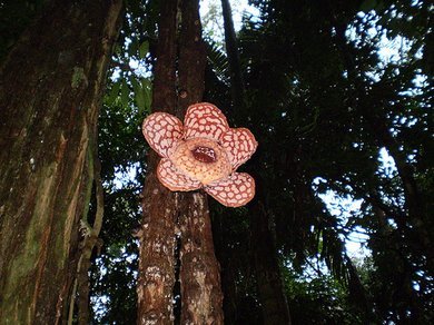 Rafflesia -    ! (10 )