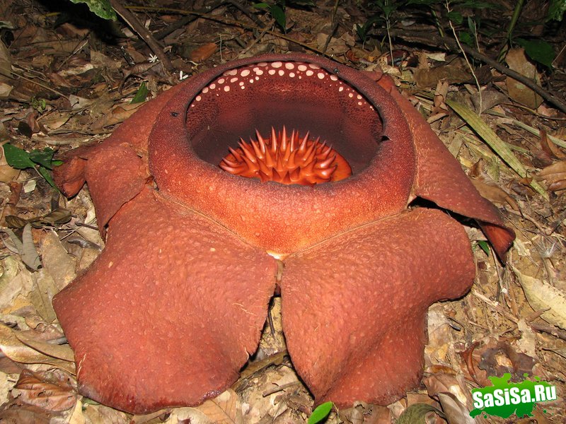 Rafflesia -    ! (10 )