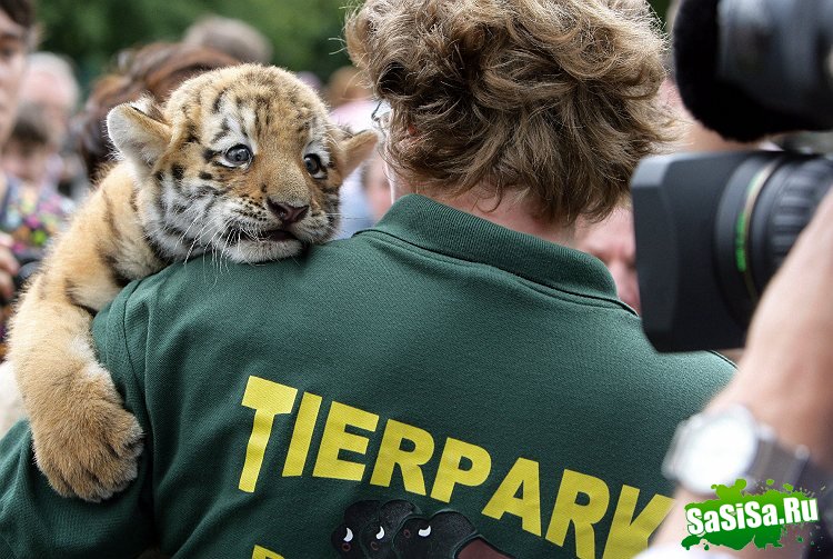 Шестимесячный тигренок Антарес - какая прелесть! (5 фото)