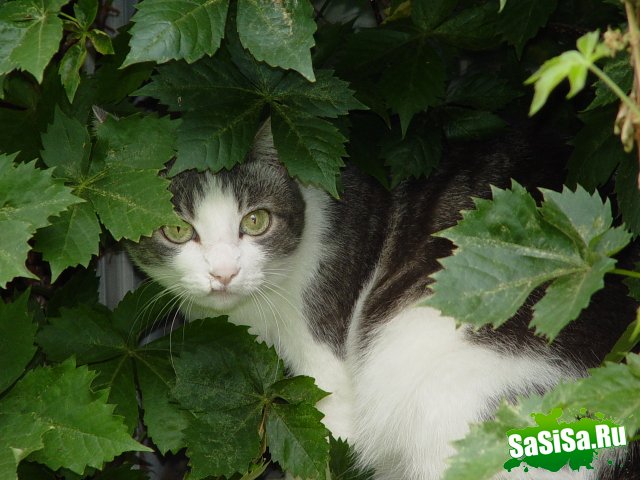 Любители котов - вам сюда! (30 фото)