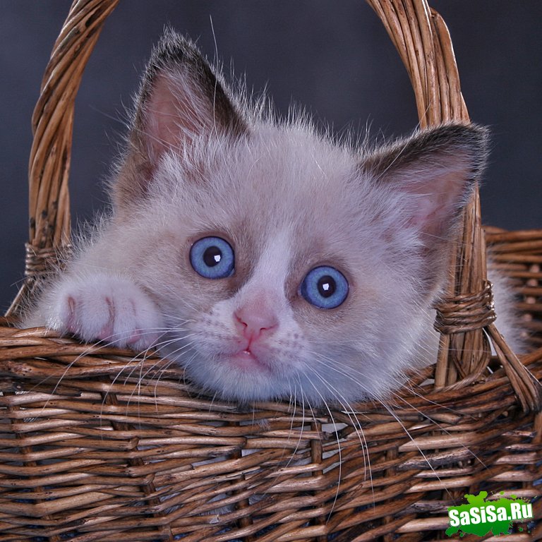 Любители котов - вам сюда! (30 фото)