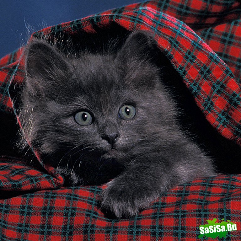 Любители котов - вам сюда! (30 фото)