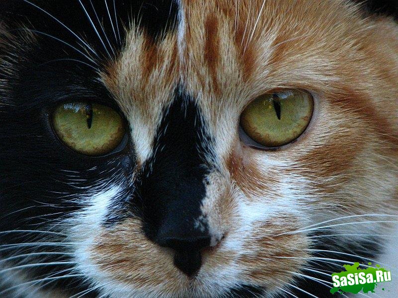 Любители котов - вам сюда! (30 фото)