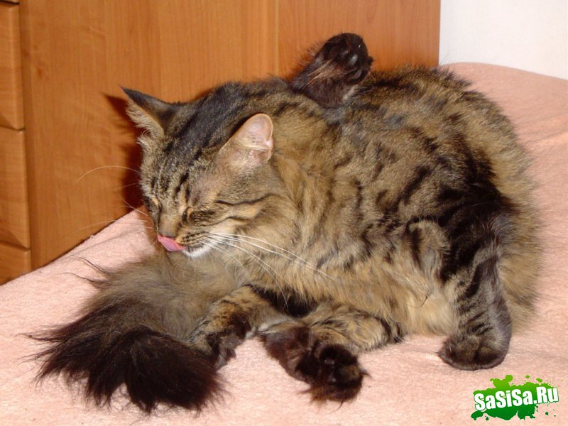 Любители котов - вам сюда! (30 фото)