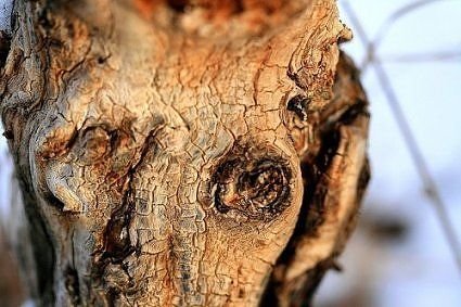 Самые жуткие деревья на Земле (19 фото)