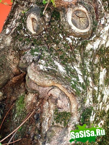 Самые жуткие деревья на Земле (19 фото)