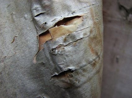 Самые жуткие деревья на Земле (19 фото)