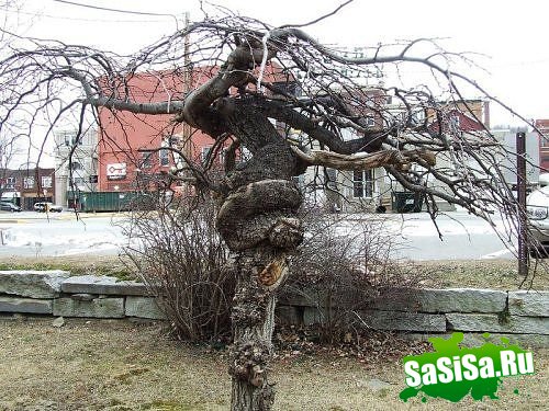 Самые жуткие деревья на Земле (19 фото)