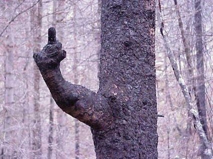Самые жуткие деревья на Земле (19 фото)