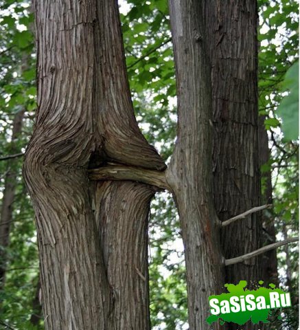  (   )
