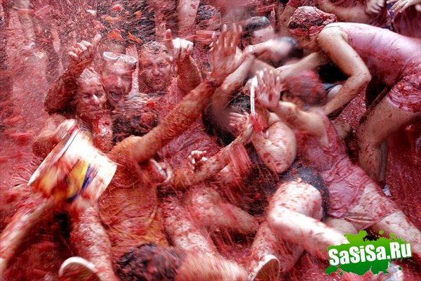     (La Tomatina)   (10 )