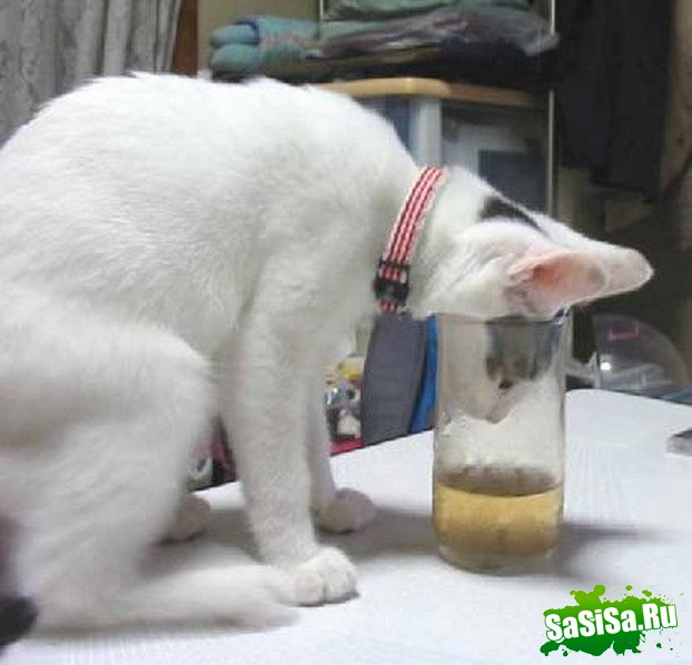 Укошек тоже пятница!:) (8 фото)