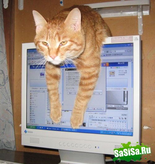 Фотоподборка (дальше в развёрнутом виде)