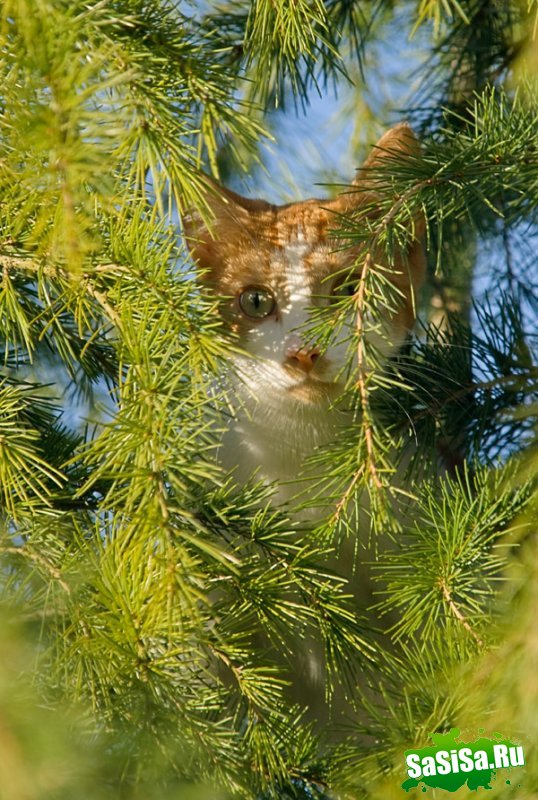 Любителям котов - вам сюда! (22 фото)