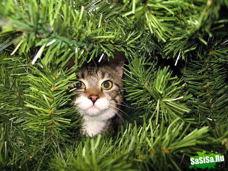 Любителям котов - вам сюда! (22 фото)