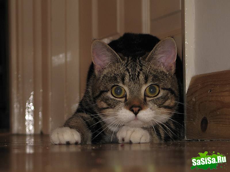 Любителям котов - вам сюда! (22 фото)