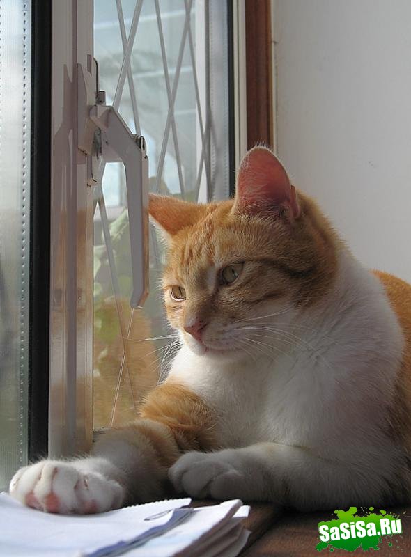 Любителям котов - вам сюда! (22 фото)