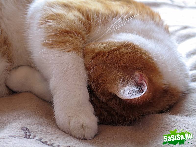 Любителям котов - вам сюда! (22 фото)