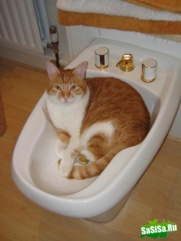 Любителям котов - вам сюда! (22 фото)