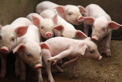 ����-�������, ��� �� ��� � ����� ���������? �������! (3 ���� + �����)