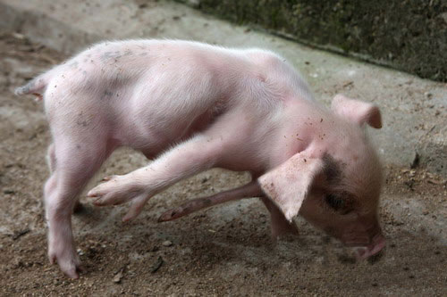 ����-�������, ��� �� ��� � ����� ���������? �������! (3 ���� + �����)