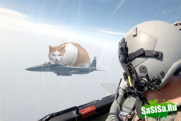  (   )