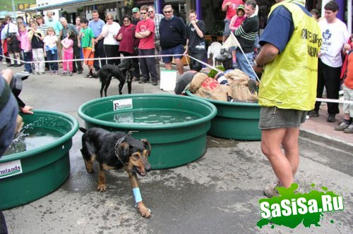 Hunterville Huntaway Festival (14 )