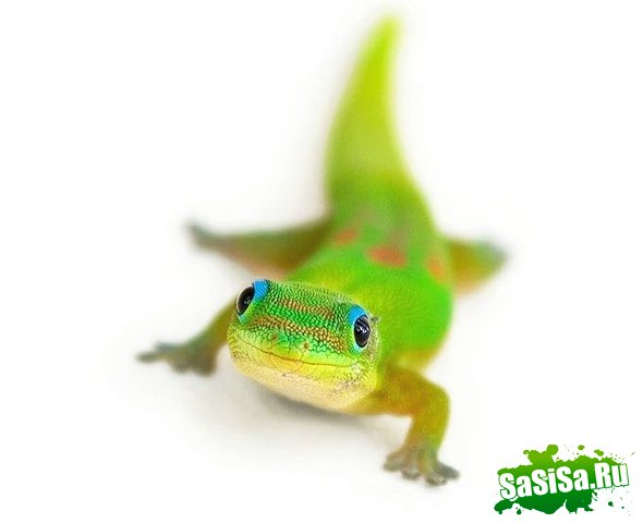  (   )