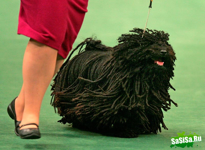 Самая престижная выставка собак Westminster Kennel Club (12 фото)