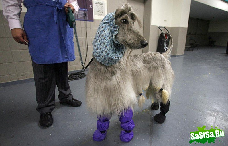 Самая престижная выставка собак Westminster Kennel Club (12 фото)