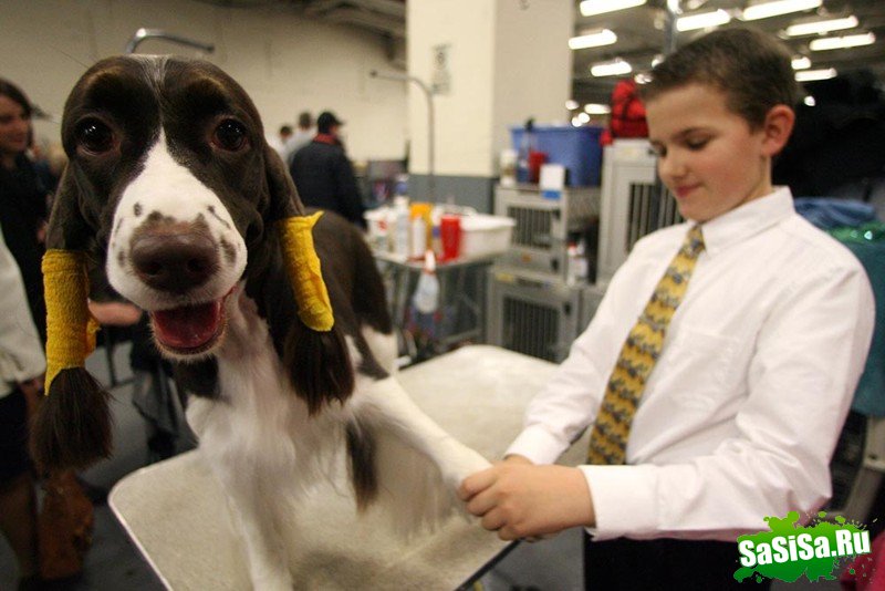 Самая престижная выставка собак Westminster Kennel Club (12 фото)