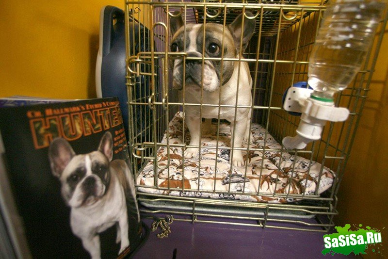Самая престижная выставка собак Westminster Kennel Club (12 фото)