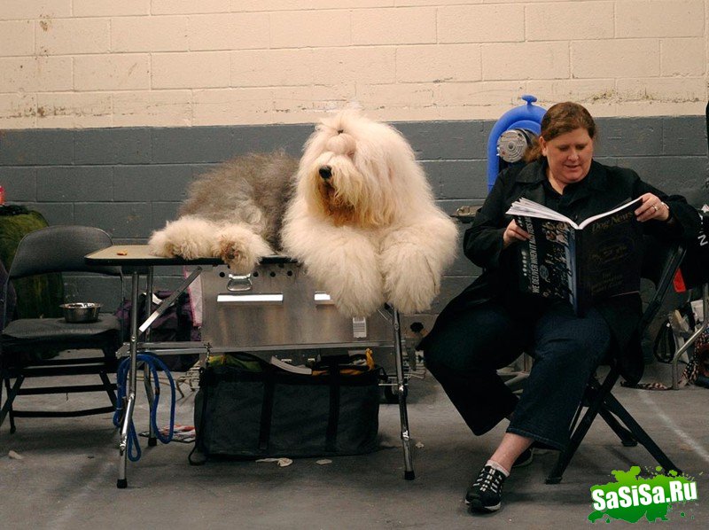 Самая престижная выставка собак Westminster Kennel Club (12 фото)