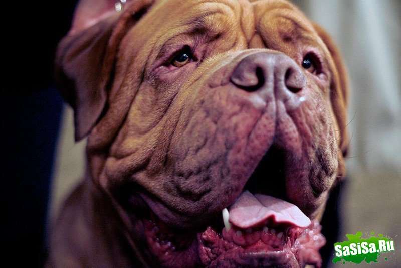 Самая престижная выставка собак Westminster Kennel Club (12 фото)