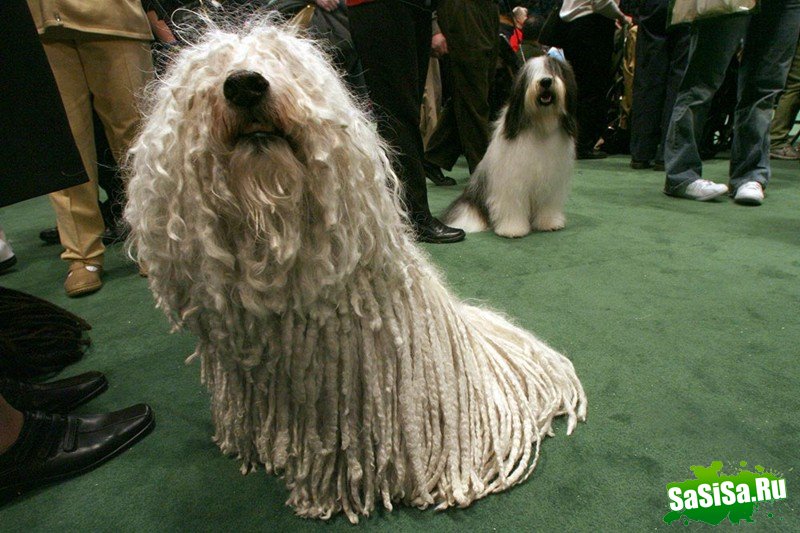 Самая престижная выставка собак Westminster Kennel Club (12 фото)