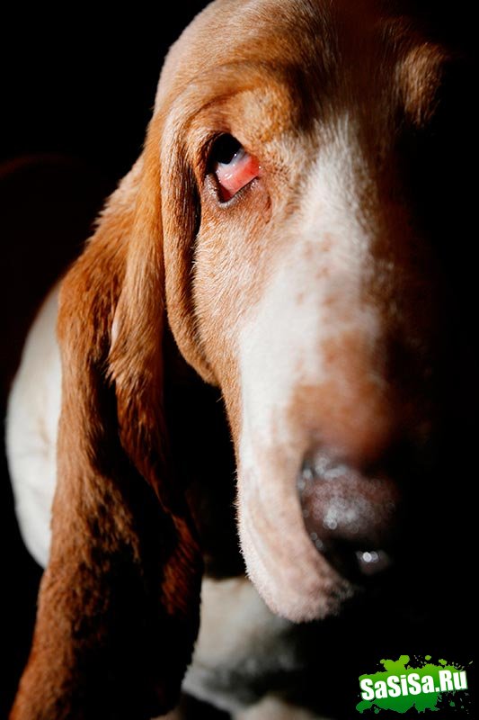 Самая престижная выставка собак Westminster Kennel Club (12 фото)