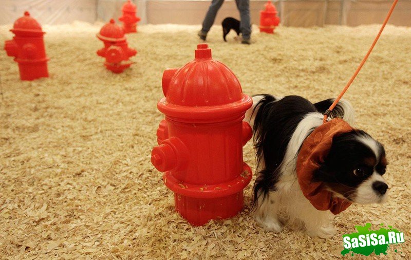 Самая престижная выставка собак Westminster Kennel Club (12 фото)