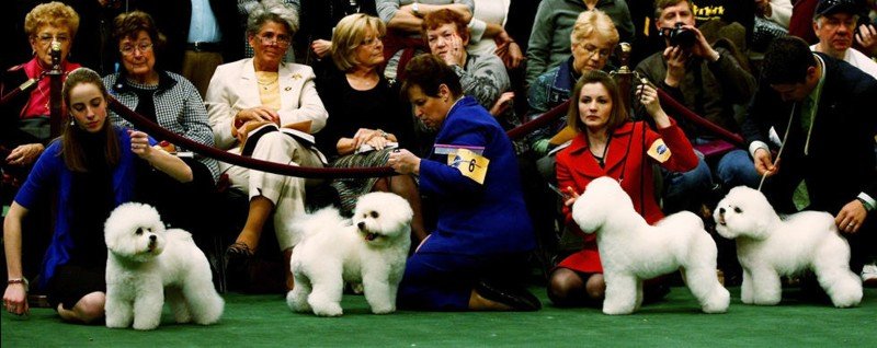     Westminster Kennel Club Dog Show (28 )