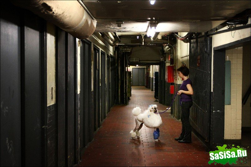     Westminster Kennel Club Dog Show (28 )