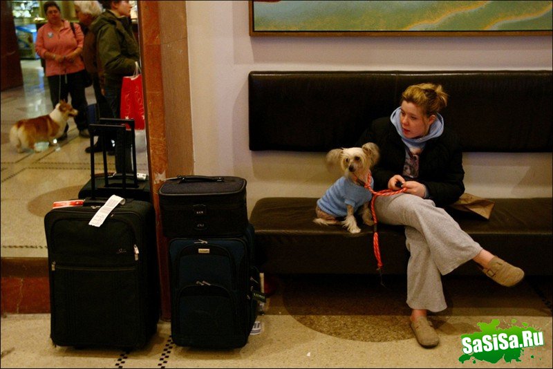     Westminster Kennel Club Dog Show (28 )
